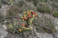 pa_952_cylindropuntia_kleiniae.jpg