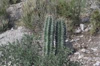 pa_953_stenocereus_pruinosus.jpg