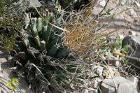 pa_956_leuchtenbergia_principis.jpg