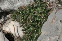 pa_957_mammillaria_sp..jpg