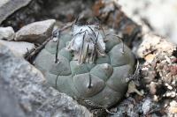 pa_958_turbinicarpus_jauernigii.jpg
