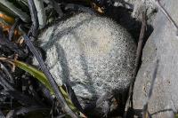 pa_959_mammillaria_candida.jpg