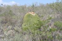 pa_960_echinocactus_platyacanthus.jpg