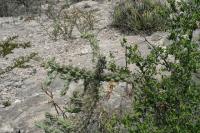pa_961_cylindropuntia_imbricata.jpg