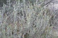 pa_963_cylindropuntia_leptocaulis.jpg