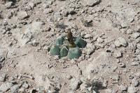 pa_964_coryphantha_maiz-tablasensis.jpg