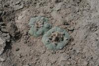 pa_965_lophophora_diffusa_var._koehresii.jpg