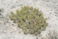 pa_966_echinocereus_cinerascens.jpg