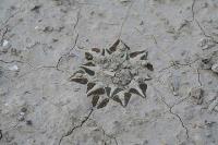 pa_967_ariocarpus_kotschoubeyanus_var._sladkovskyi.jpg