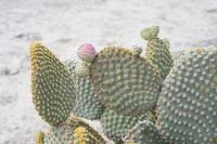 pa_968_oputia_microdasys.jpg