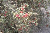 pa_969_cylindropuntia_leptocaulis.jpg