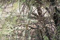 pa_970_cylindropuntia_imbricata.jpg