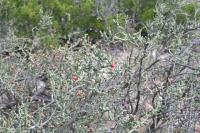 pa_972_cylindropuntia_leptocaulis.jpg