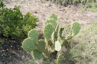 pa_973_opuntia_sp..jpg