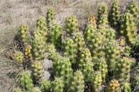 pa_974_echinocereus_cinerascens.jpg