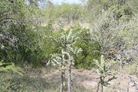 pa_975_cylindropuntia_imbricata.jpg