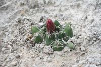 pa_976_coryphantha_maiz-tablasensis.jpg