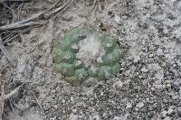 pa_977_turbinicarpus_lophophoroides.jpg