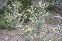 pa_978_cylindropuntia_kleiniae.jpg