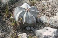 pa_979_astrophytum_myriostigma.jpg