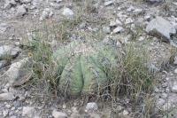 pa_980_echinocactus_horizonthalonius.jpg