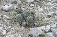 pa_981_neolloydia_conoidea.jpg