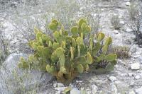 pa_982_opuntia_microdasys.jpg