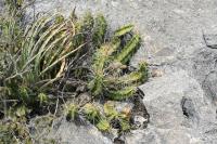 pa_983_echinocereus_pentalophus.jpg