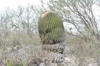 pa_984_echinocactus_platyacanthus.jpg