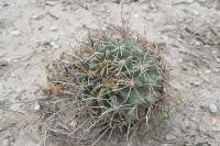 pa_986_glandulicatus_uncinatus_var._wrightii.jpg