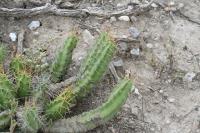 pa_987_echinocereus_pentalophus.jpg