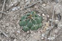 pa_988_coryphantha_maiz-tablasensis.jpg
