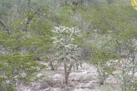 pa_989_cylindropuntia_imbricata.jpg