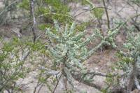 pa_990_cylindropuntia_kleiniae.jpg