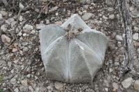 pa_991_astrophytum_myriostigma.jpg