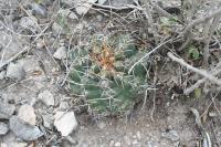 pa_992_thelocactus_hexaedrophorus.jpg