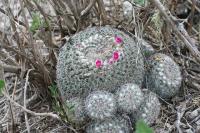 pa_993_mammillaria_sp..jpg