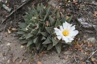 pa_994_ariocarpus_retusus_ssp._scapharostroides.jpg