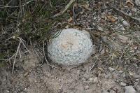 pa_995_mammillaria_candida.jpg