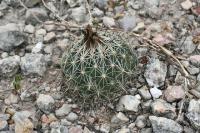 pa_997_coryphantha_palmeri.jpg