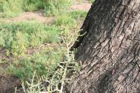 pa_999_cylindropuntia_leptocaulis.jpg