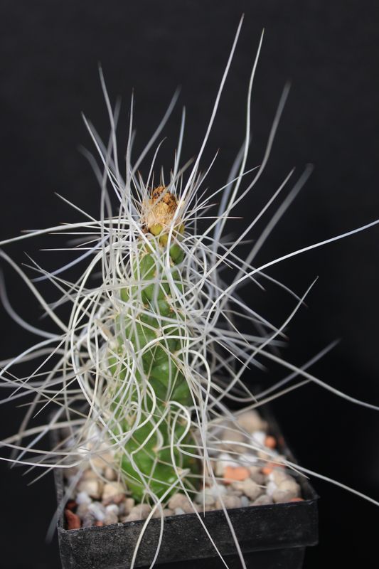 san pedro cactus for sale 6-9