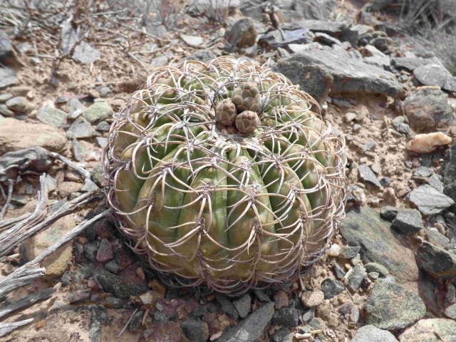 Cactus and Succulent Field Number Query