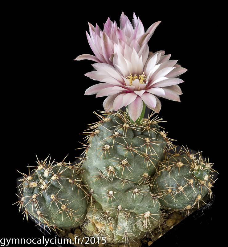 Cactus and Succulent Field Number Query