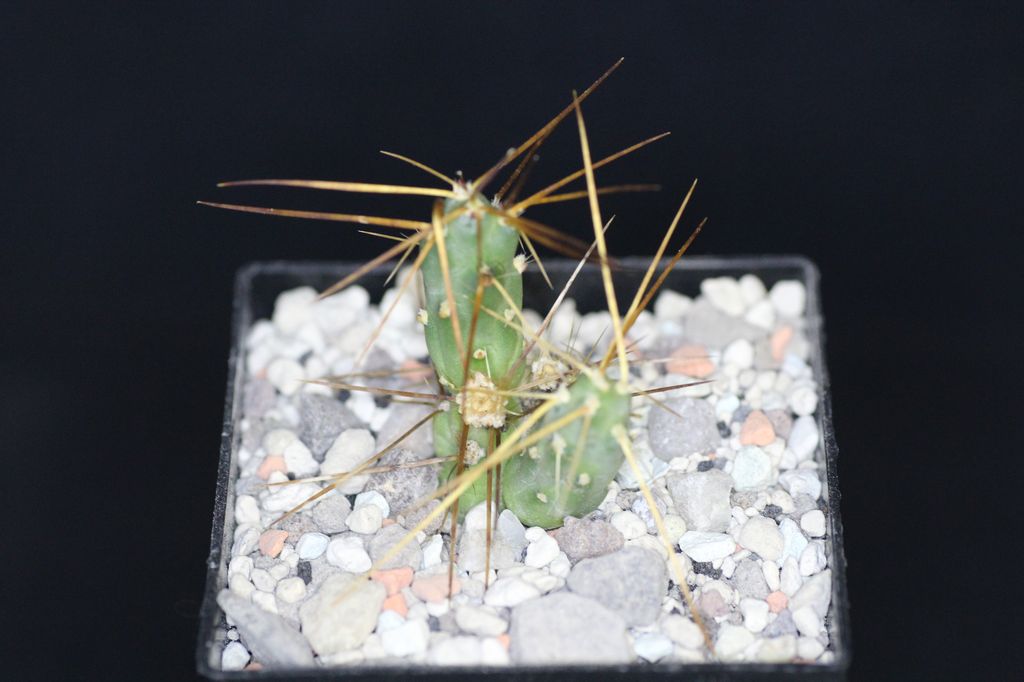 Cactus and Succulent Field Number Query
