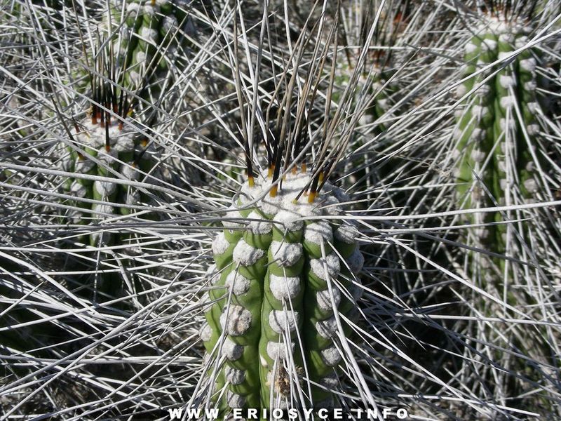 Cactus and Succulent Field Number Query
