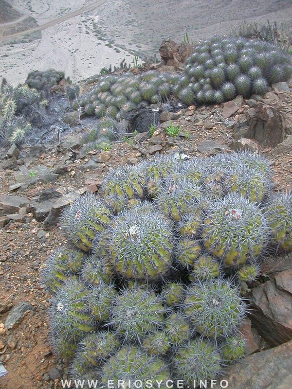 Cactus and Succulent Field Number Query