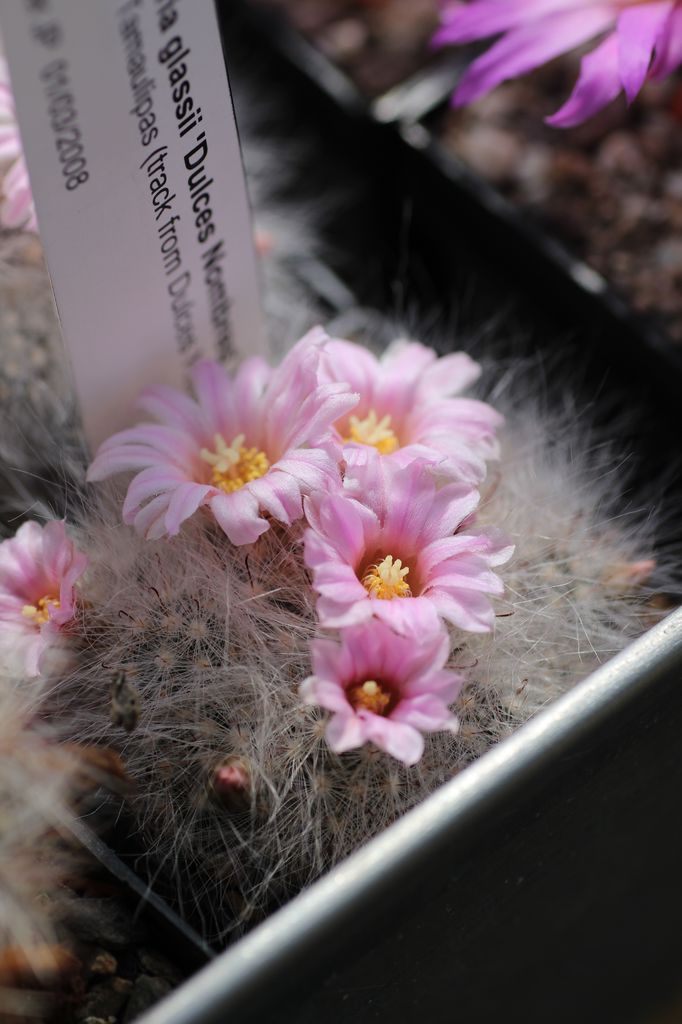 Cactus and Succulent Field Number Query