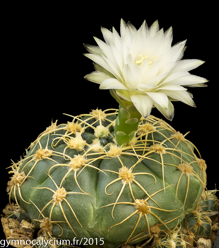 Cactus and Succulent Field Number Query
