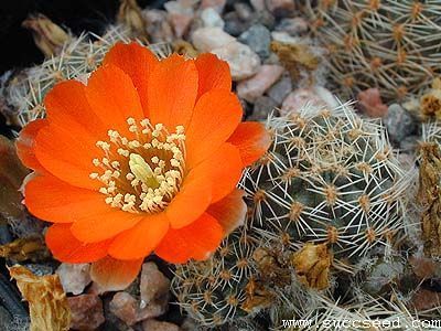 Cactus and Succulent Field Number Query